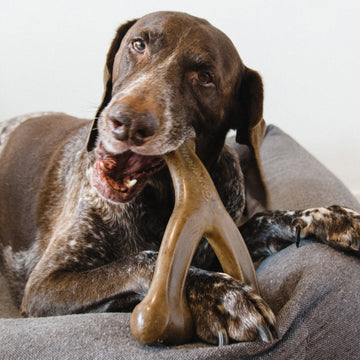 Chew Toys for Dogs